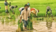 CM-Kisan Scheme: Govt Allocates Rs 1,935 crore for 2024-25; Landless Farmers to Get Rs 12,500