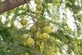 Why is Amla an Age-Old Favorite?