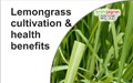 Lemongrass Cultivation & Health Benefits