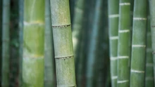 World Bamboo Day: Bamboo Varieties and Their Production Across India