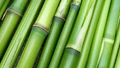 World Bamboo Day 2024: The Medicinal Marvel of the Bamboo