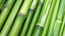 World Bamboo Day 2024: Medicinal Marvel of the Bamboo 