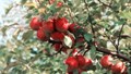Apple Varieties: Choose the Right Apple Variety for Your Needs