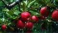 International Eat an Apple Day: A Tribute to Healthiest Fruit