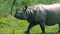 India's One-Horned Rhinos Show Remarkable Growth, Govt Reports