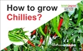 How to grow Chillies?