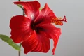 Hibiscus: A Floral Tribute to Navaratri’s First Day