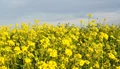 Govt Hikes MSP for Rabi Crops 2025-26, Rapeseed & Mustard See Highest Increase