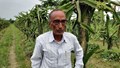 76-Year-Old Bihar Farmer Earns Crores through Smart Dragon Fruit Farming