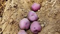 Kufri Neelkanth: India's First Purple-Skinned, Yellow-Fleshed Potato for High Yields