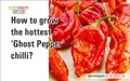 How to grow the hottest ‘Ghost Pepper’ chilli?