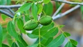 Pecan: A Profitable Nut Crop for Indian Himalayan Regions