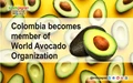 Colombia becomes member of World Avocado Organization