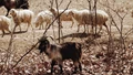 Sheep and Goats: Winter Disease Management and Prevention Tips