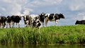 Role of AI in Livestock Farming: Enhancing Health, Productivity, and Sustainability
