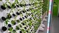 Vertical Flower Farming: A Sustainable Solution for Urban Agriculture