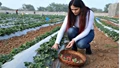 23-Year-Old UP Girl-Gurleen Chawla-Earns Lakhs Annually from Strawberry Farming, Inspiring Youth to Thrive in Agriculture