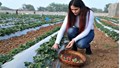 23-Year-Old UP Girl-Gurleen Chawla-Earns Lakhs Annually from Strawberry Farming, Inspiring Youth to Thrive in Agriculture