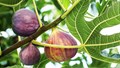 Fig Cultivation: A Profitable and Nutrient-Rich Crop for Indian Farmers