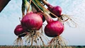 Pusa Riddhi Variety: A High-Yielding, Long Shelf-Life Onion for Profitable Farming