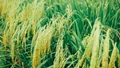 Direct Seeded Rice: A Sustainable Solution for Water Conservation and Agricultural Productivity