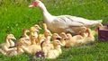 Duckling Production: A Profitable and Sustainable Business Opportunity for Rural Youth