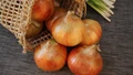 New Onion Varieties and their Specifications for Improved Cultivation and Yield