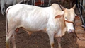 Shweta Kapila: Goa's 1st Indigenous Cattle Breed Gets National Recognition from ICAR-NBAGR