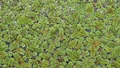 Azolla: A Nutrient-Rich Feed for Livestock – Boost Health, Milk Yield, and Profits!