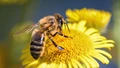 High Fertilizer Use Threatens Bees, Pollinators, and Biodiversity, Warns 169-Year-Old Ecological Experiment