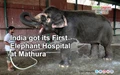 India got its First Elephant Hospital at Mathura