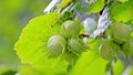 Hazelnut Farming: Boosting Farmers' Income and Promoting Sustainable Agriculture