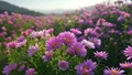 Arka Aadya & Arka Archana: High-Yielding China Aster Varieties for Profitable Flower Farming