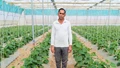 Rajasthan Farmer Shifts to High-Yielding Cucumber Cultivation in Polyhouse, Earns Rs 12–15 Lakh Per Acre