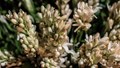Tuberose: Exploring its Varieties, Cultivation, and Commercial Potential
