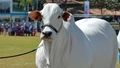 Viatina-19: World's Most Expensive Cow and a Marvel of Elite Cattle Breeding