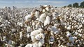 Cotton: From Fiber to Fuel- Exploring Its Diverse Applications