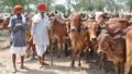 Government Extends Animal Husbandry Awareness Campaign Till March 2025, Farmers & Livestock to Benefit Nationwide