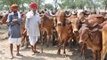 Government Extends Animal Husbandry Awareness Campaign Till March 2025, Farmers & Livestock to Benefit Nationwide