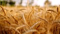 Farming For Nutrition: The Promise Of Biofortified Crops
