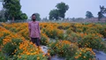 Chhattisgarh Farmer Shifts from Conventional Crops to Floriculture, Earning Rs 15-20 Lakh Annually from Marigold & Gladiolus Cultivation