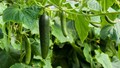 Why Cucumbers Are the Ideal Crop for the Zaid Season: A Guide to Cultivation and Benefits