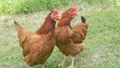 Kamrupa: A Dual-Purpose Indigenous Poultry Breed from Assam Revolutionizing Free-Range Farming