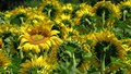 Sunflower Cultivation in India: Boosting Productivity and Profitability with TilhanTech-SUNH Hybrids
