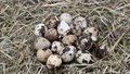 Quail Eggs: A Nutrient-Dense Superfood with Growing Market Potential in India and Beyond