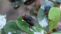 New World Screwworm: Threat to Indian Livestock and Agriculture