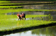 Kharif Sown Area Reaches 995.6 Lakh Hectares; Rice, Maize Rise, Cotton & Oilseeds Decline