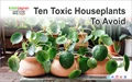 Ten Toxic Houseplants to Avoid