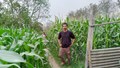 Bihar Farmer Earns Rs 10 Lakhs Annually Through Integrated Farming, Dairy, and Vermicomposting, with Crop Diversification