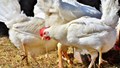 H5N1 Bird Flu Threatens Global Food Security and Livelihoods, Urgent Action Needed: FAO